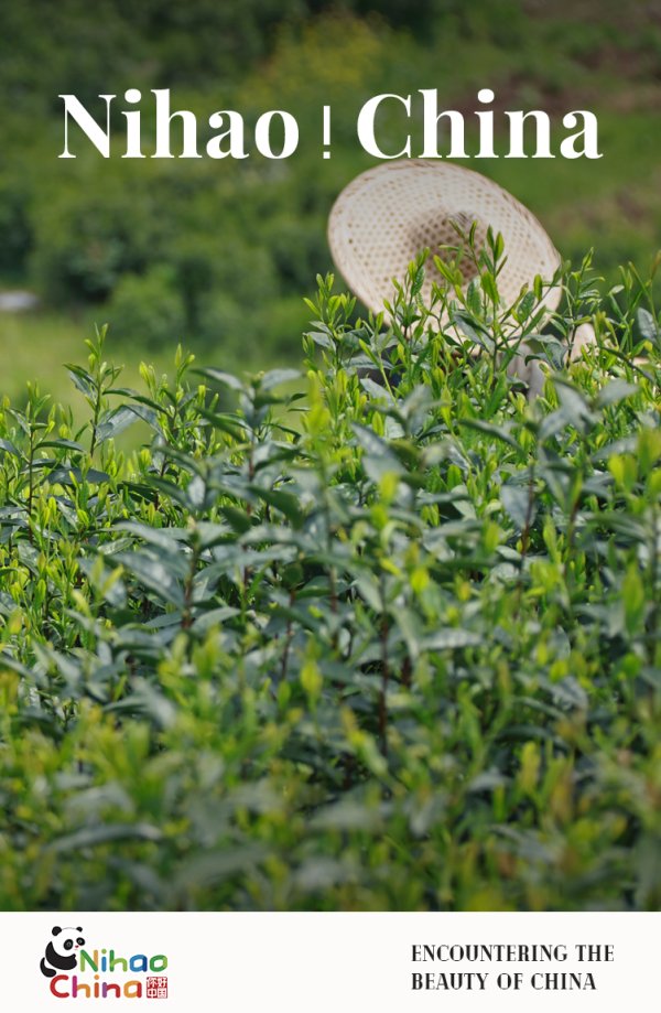 指南针股票 【双语】你好！中国 | 用竹叶编织而成的帽子，你戴过吗？